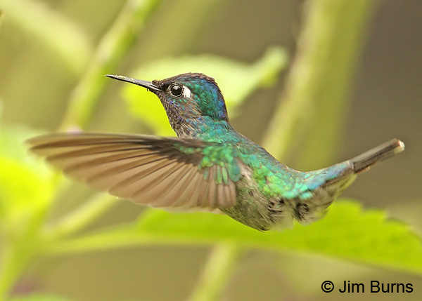 Violet-headed Hummingbird in flight