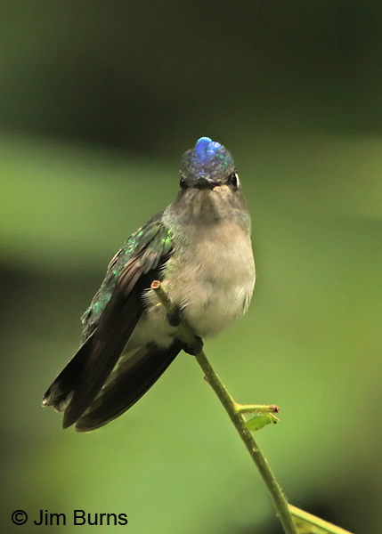 Violet-headed Hummingbird portrait