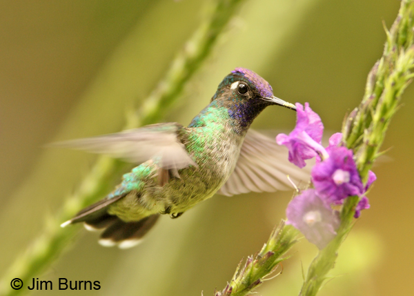 Violet-headed Hummingbird at Verbena