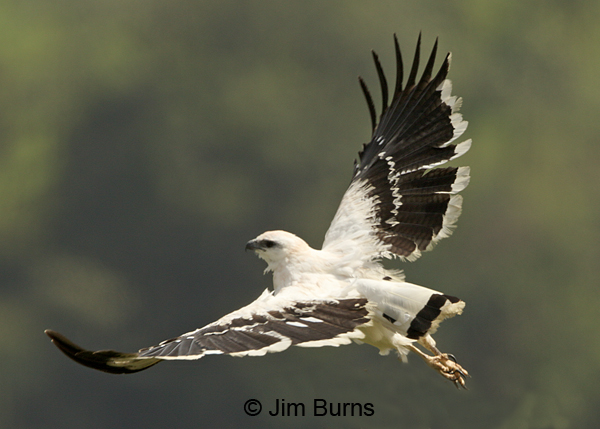 White Hawk in flight