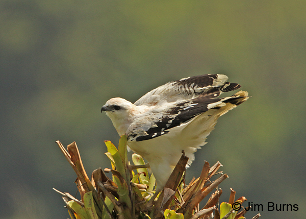 White Hawk in tree