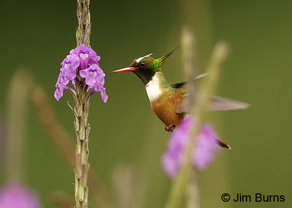 White-crested Coquette male green head plumes #2