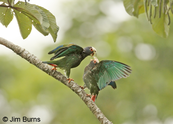 White-crowned Parrot pair squabbling