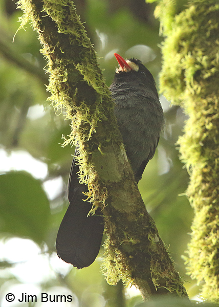 White-fronted Nunbird, Arenal