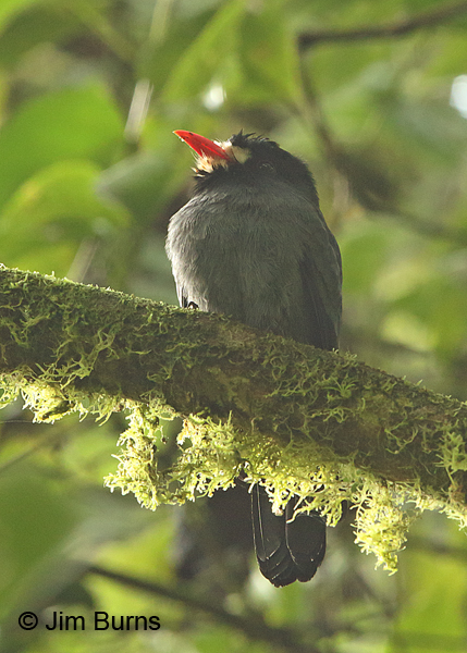White-fronted Nunbird #2, Arenal