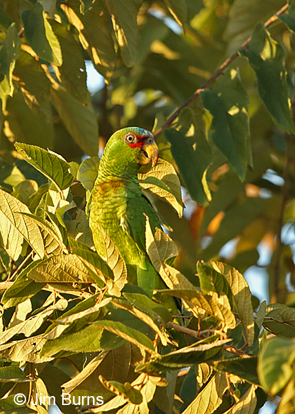 White-fronted Parrot, Cerro Lodge