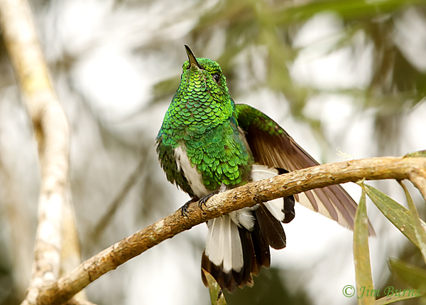 White-tailed Emerald male--5657