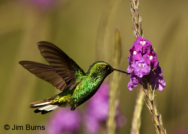 White-tailed Emerald male at Verbena