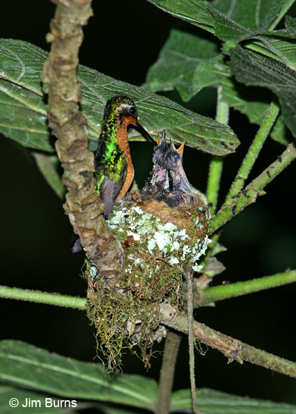 White-throated Mountain-gem female feeding nestlings