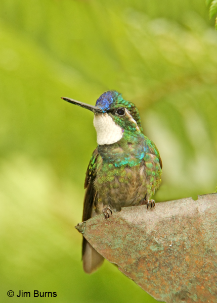 White-throated Mountain-gem male