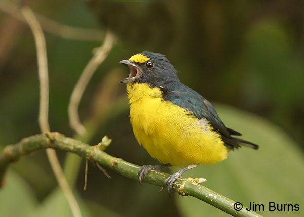 Yellow-throated Euphonia male singing