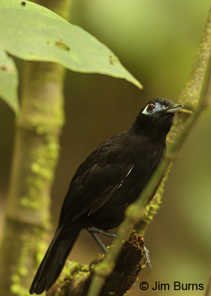 Zeledon's Antbird male vertical