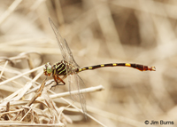 Broad-striped Forceptail