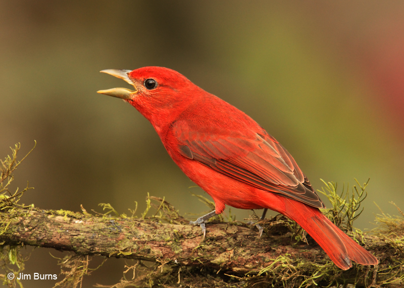 Costa Rica Summer Tanager