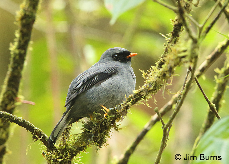 Black-faced-Solitaire