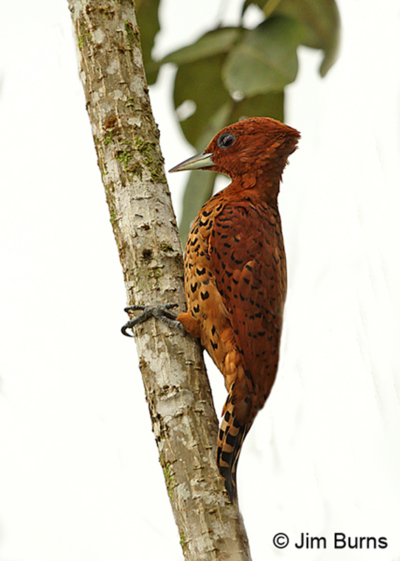 Cinnamon Woodpecker female