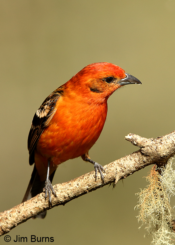 Flame-colored-Tanager