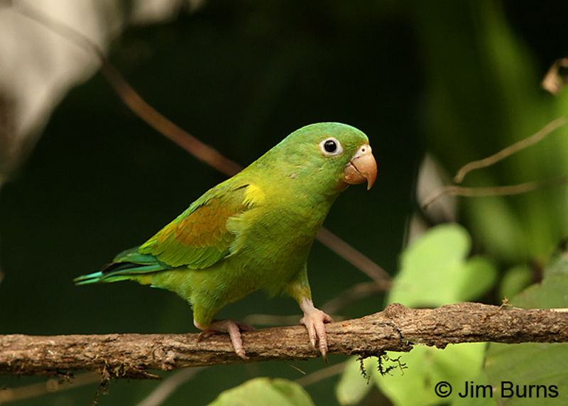 Orange-chinned-Parakeet