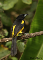 Black-cowled-Oriole