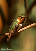 Scintillant-Hummingbird