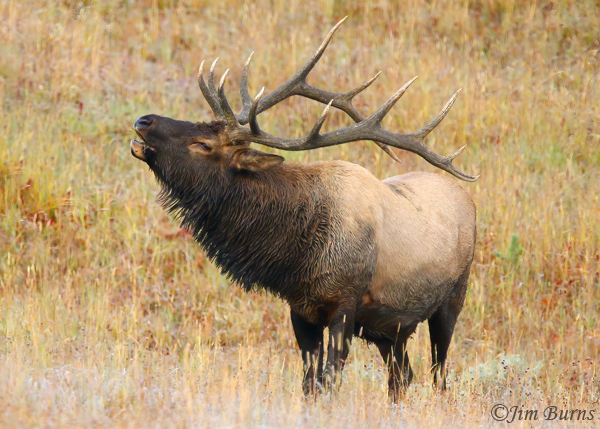Elk bull bugling in dew--9561