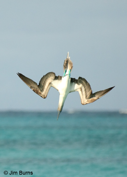 Blue-footed Booby streamlining for entry