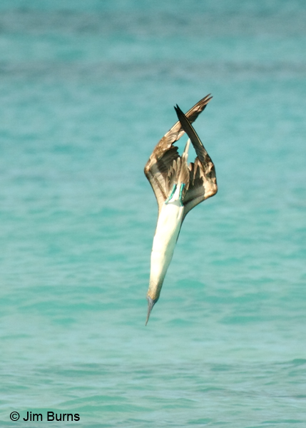 Blue-footed Booby torpedoing into water