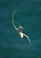 White-tailed Tropicbird diving