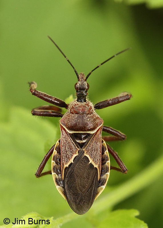 Bee Assassin Bug (Apiomerus spissispes), Bentsen State Park, Texas