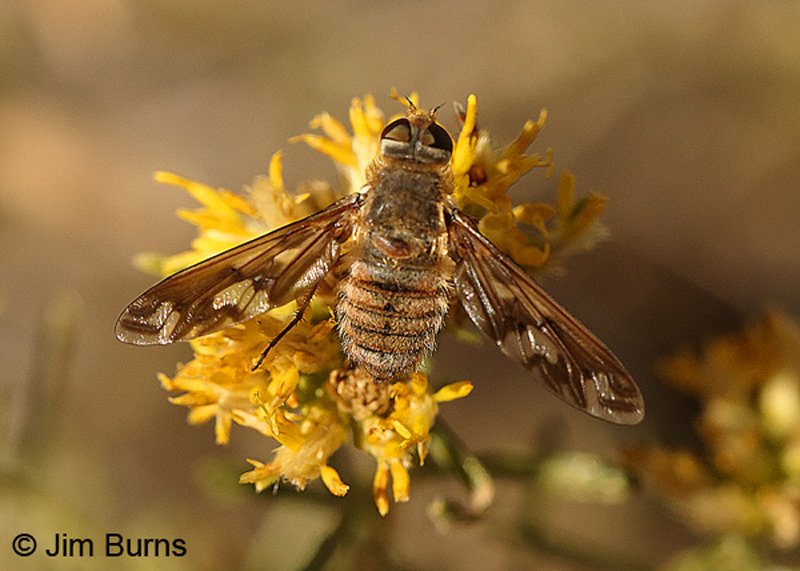 Bee Fly (Poecilanthrax arethusa)