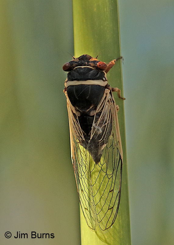 Citrus Cicada (Diceroprocta apache) female dorsal view, Papago Park, Arizona