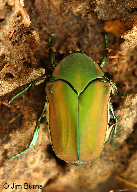 Beyer's Scarab Beetle