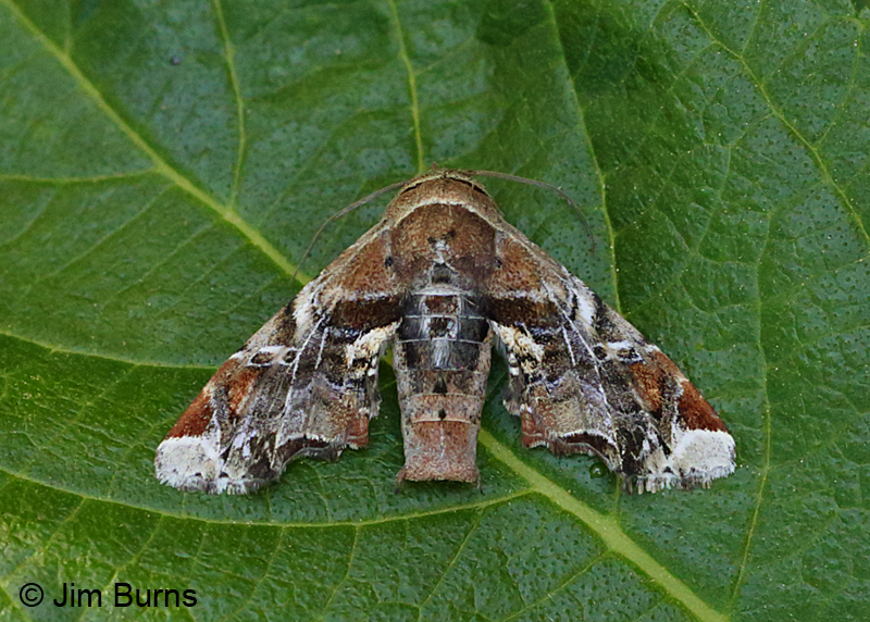 Florida Eutelia Moth