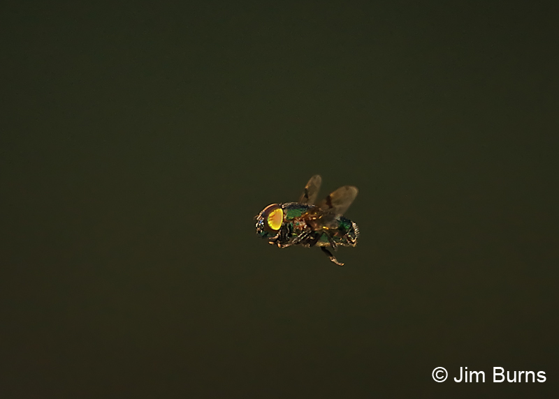 Green Hover Fly
