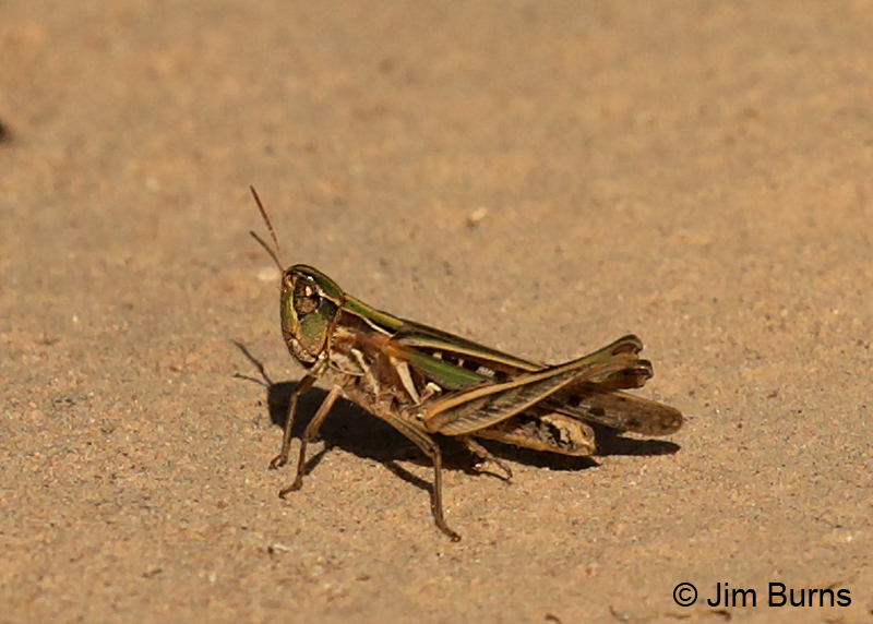 Handsome Locust