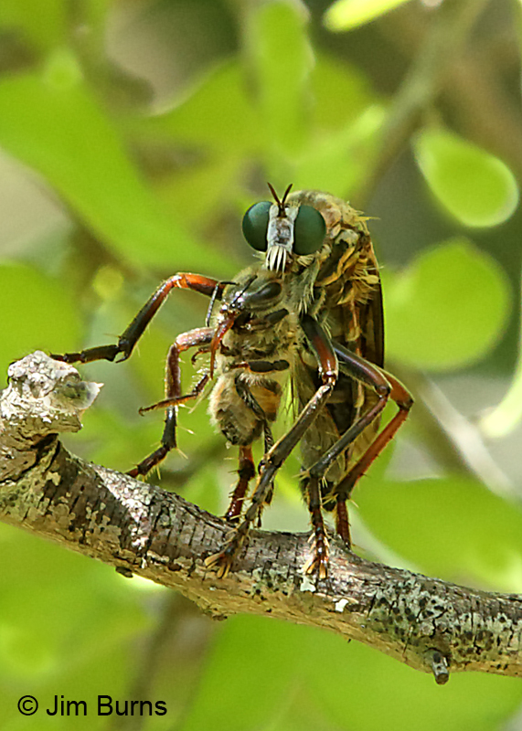 Hanging Thief (Diogmites angustipennis) with bee, Travis County, Texas