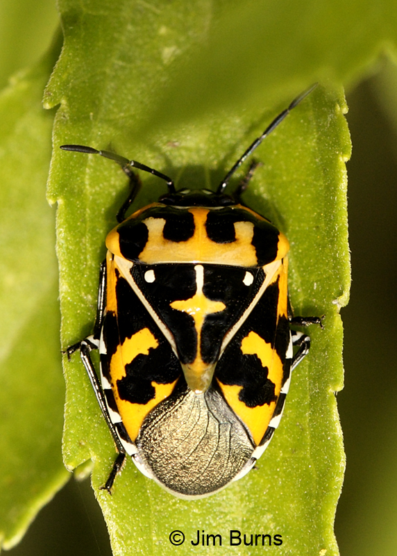 Harlequin Bug 