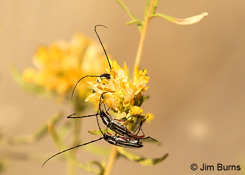 Long-horned Beetles (Sphaenothecus bilineatus) mating