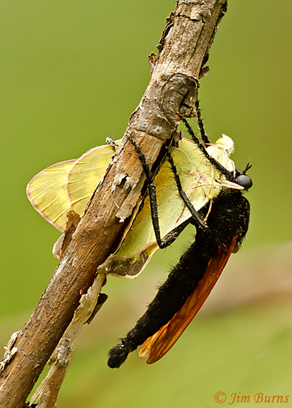 Mydas Fly male with Clouded Sulphur--6091