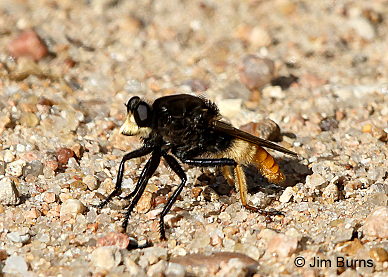 Robber Fly (Eccritosia zamon), Travis County, Texas