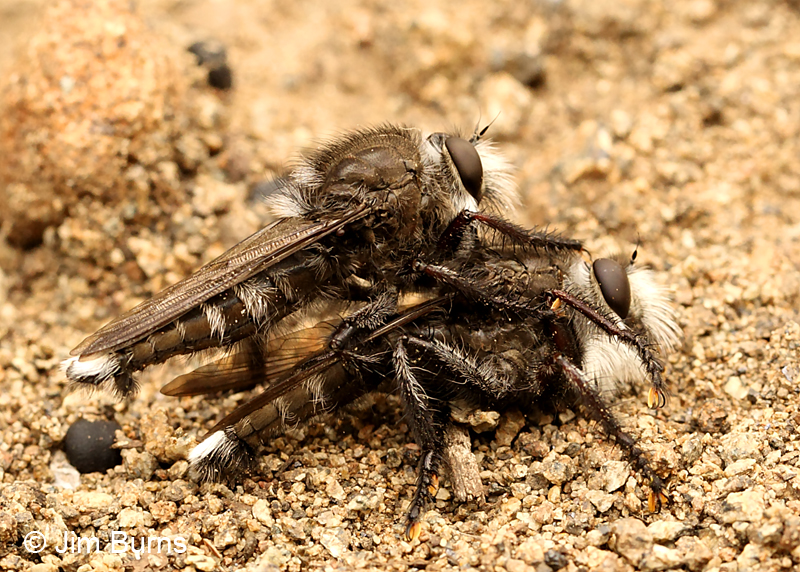 Robber Fly (Promachus atrox) male cannabalism, Gentry Creek, Arizona
