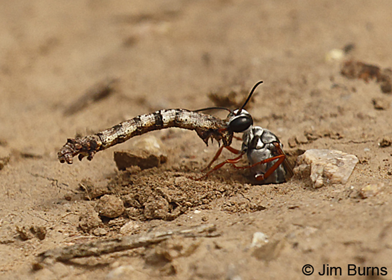 Salt Flat Wasp dragging caterpillar into burrow to feed its larva--8178