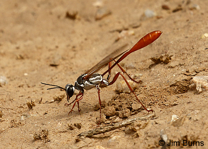 Salt Flat Wasp filling burrow--8190