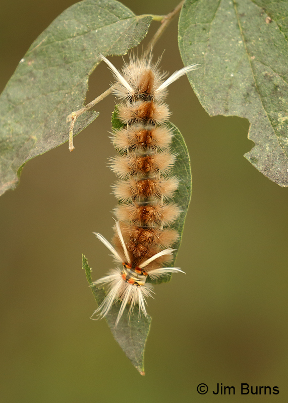 Schaus's Tussock Moth caterpillar