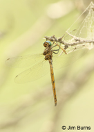 Straw-colored Sylph