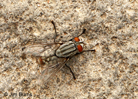 Flesh Fly (Sarcophaga Sp.), Spur Cross Ranch, Arizona
