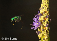 Green Orchid Bee (Euglossa dilemma) at Pickerelweed, Corkscrew Swamp, Florida