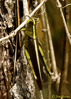 Obscure Bird Grasshopper (Schistocera obscura), Alachua Co., Florida--4651
