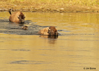 American Bison family crossing the Yellowstone