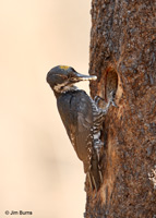 Black-backed Woodpecker at nest hole